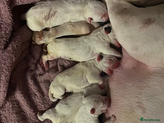 English Bull Terrier dogs English bull terrier puppies - Advert 2