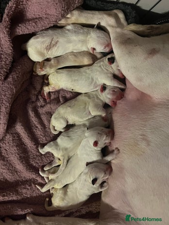 English Bull Terrier dogs English bull terrier puppies - Advert 2