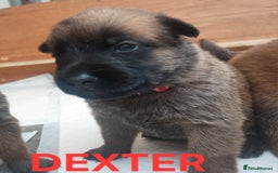 Belgian Shepherd Dog dogs for sale: PuppiesDWKC registered Working Line,Tested Parents - Image 2