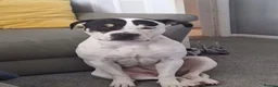 Staffordshire Bull Terrier dogs for adoption: Meet Poppy, currently residing in Kent in Chertsey - Advert 5