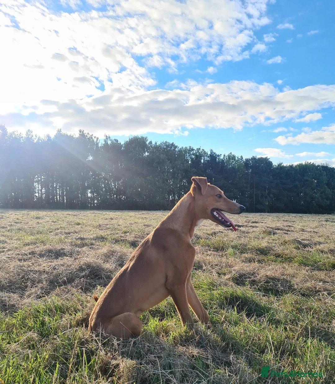 Lurcher dogs for sale: 4 YEAR OLD LURCHER For rehoming!! in Maryport - Advert 4