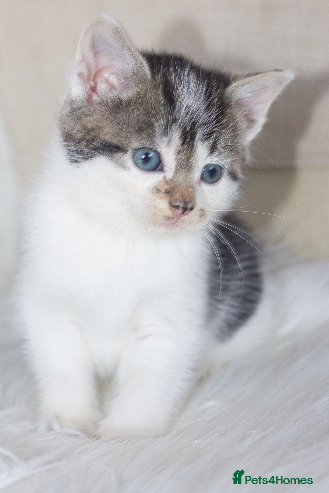 Mixed Breed cats for sale: 5 Happy Playful Kittens  - Advert 9
