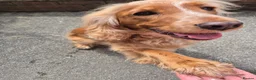 Cocker Spaniel dogs for sale: Cocker spaniels Barnsley area - Advert 37