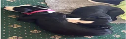 Mixed Breed dogs for sale: Millie & Luna - Advert 7