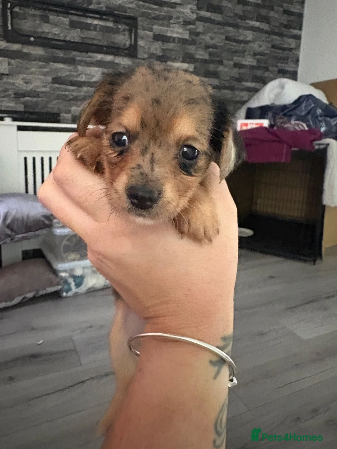 Jackshund dogs for sale: Beautiful jackweenies for sale  - Advert 40