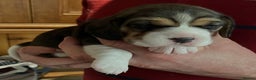 Beagle dogs for sale: Champion Bred Puppies (KC Reg) - Advert 16