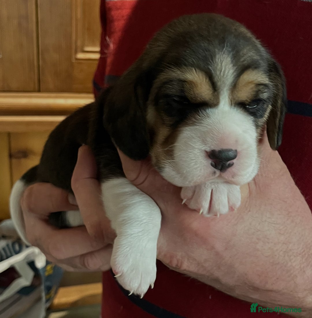 Beagle dogs for sale: Champion Bred Puppies (KC Reg) - Advert 16