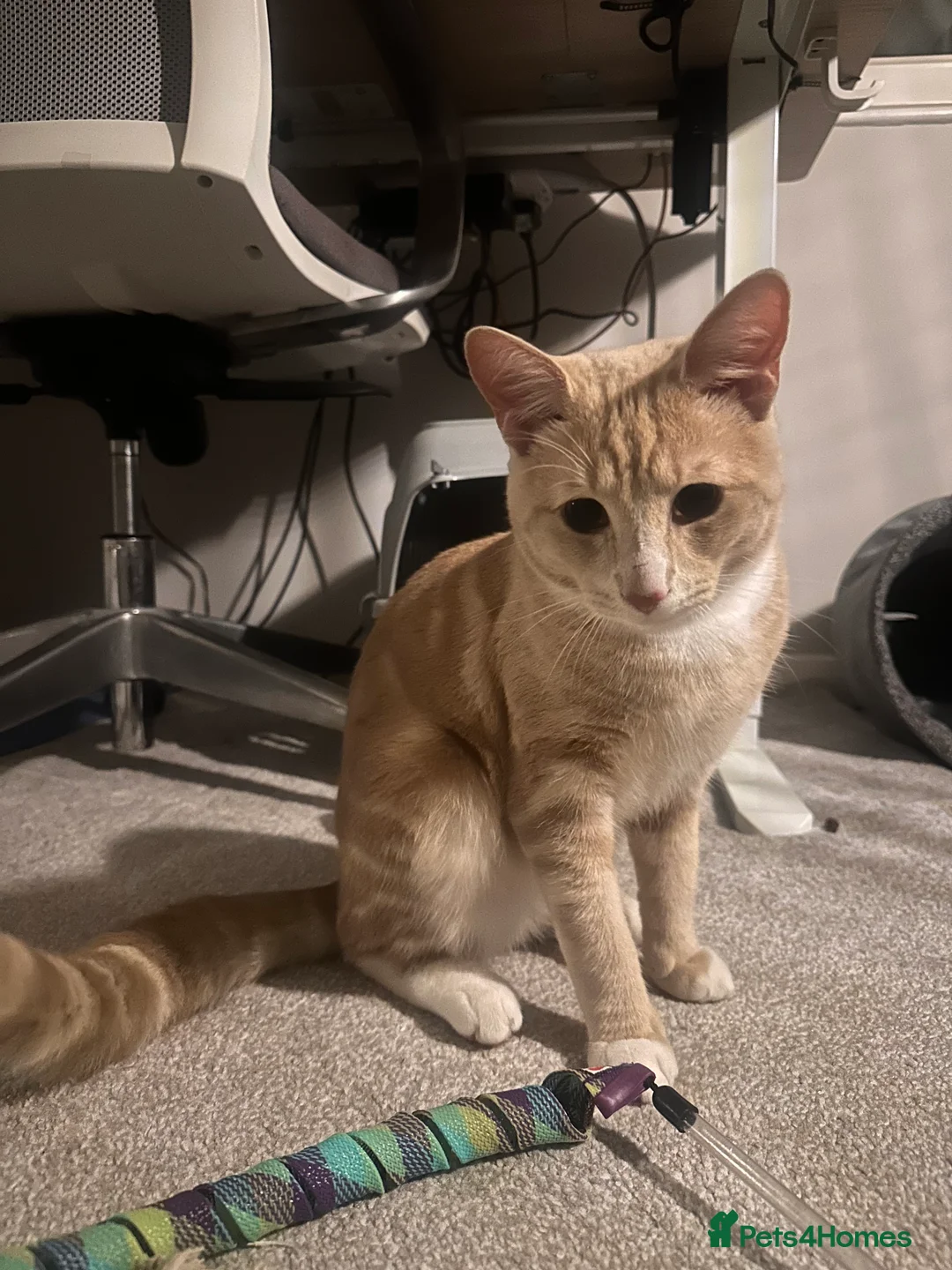 Mixed Breed cats for sale: Milo' - Advert 7