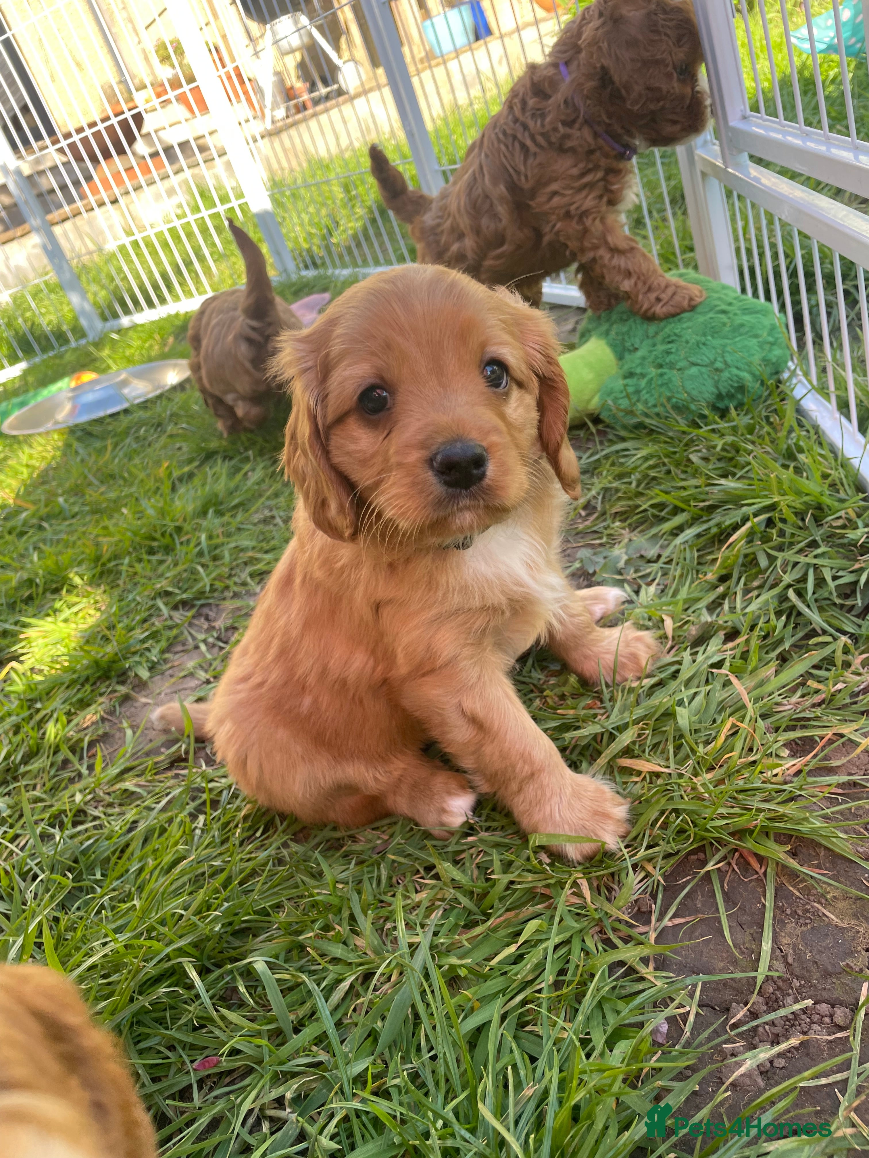 Cavapoo dogs Exceptional Cavapoo Puppies - Ruby & Apricot - Advert 2