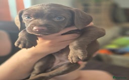 Staffordshire Bull Terrier dogs for sale: Staffie x Cockapoo puppies - Image 5