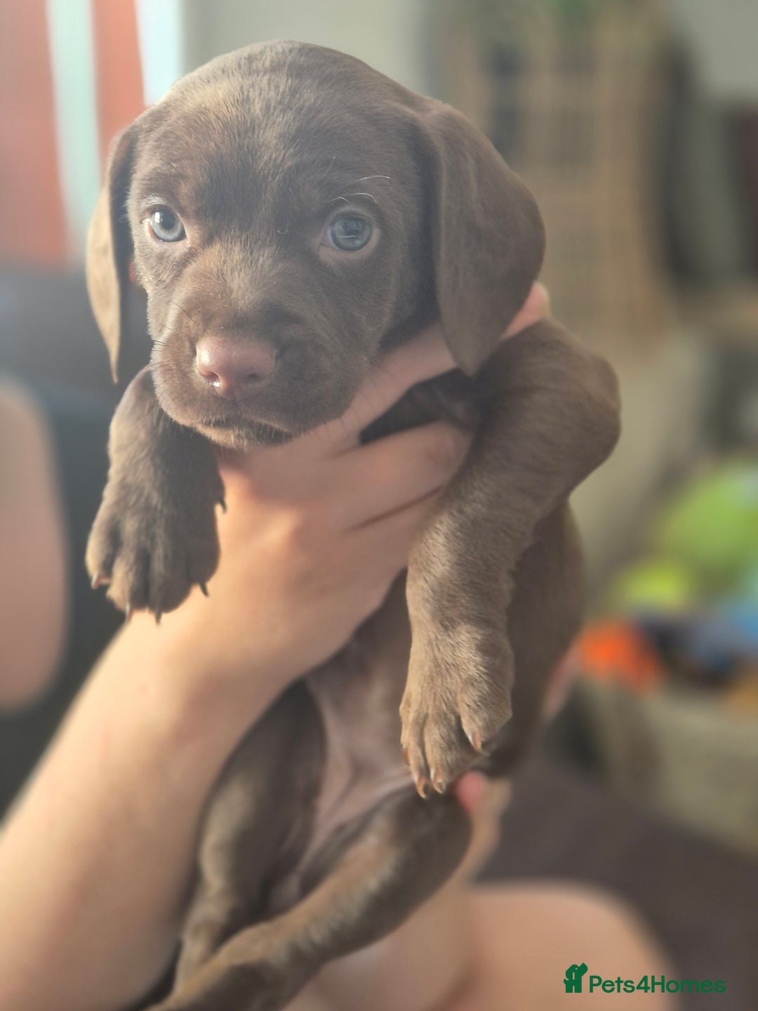 Staffordshire Bull Terrier dogs for sale: Staffie x Cockapoo puppies - Image 5