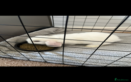English Lop rabbits for sale: White Lop Eared Rabbit 5 moths old - Image 5