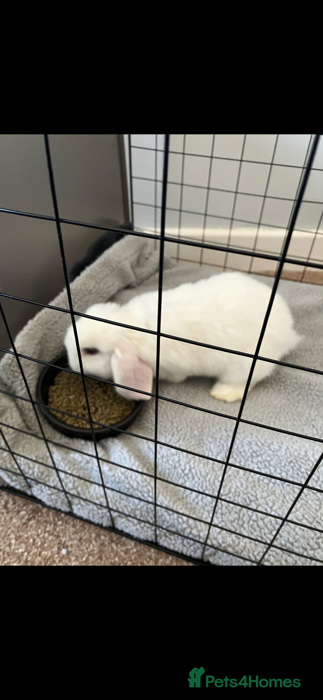 English Lop rabbits for sale: White Lop Eared Rabbit 5 moths old - Image 5