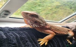 Bearded Dragon reptiles for sale: Red Bearded Dragon needs a new home - Image 4