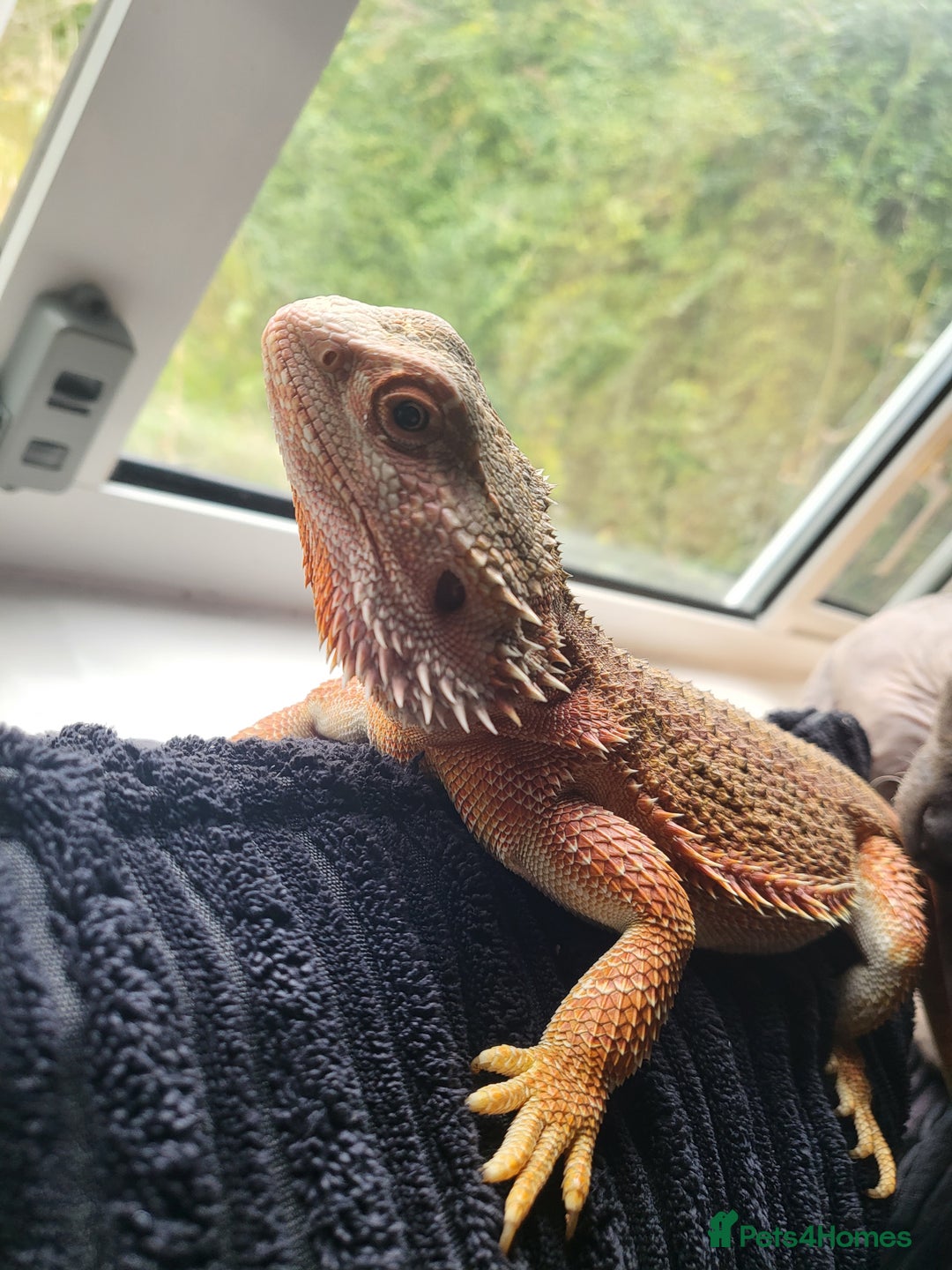 Bearded Dragon reptiles for sale: Red Bearded Dragon needs a new home - Image 4