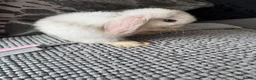 Mini Lop rabbits for sale: gorgeous mini lops - last baby left  - Advert 9