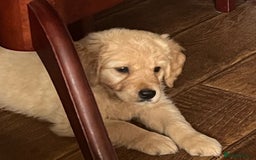 Golden Retriever dogs for sale: 🐾 Golden Retriever Puppies – Ready Now! 🐾 - Image 7