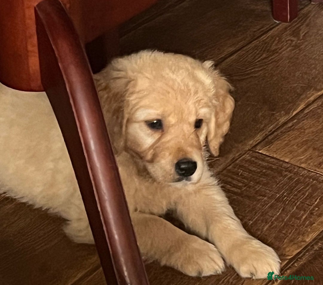 Golden Retriever dogs for sale: 🐾 Golden Retriever Puppies – Ready Now! 🐾 - Image 7