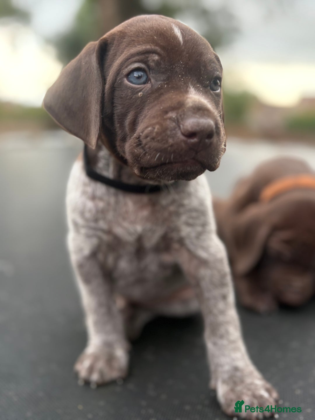 German Shorthaired Pointer dogs for sale: German shorthaired pointer x Vizsla puppies in Northallerton - Image 8