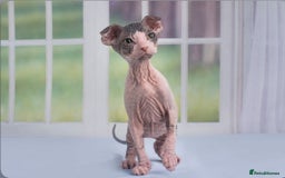 Sphynx cats for sale: Kitten/cat wanted  - Image 1