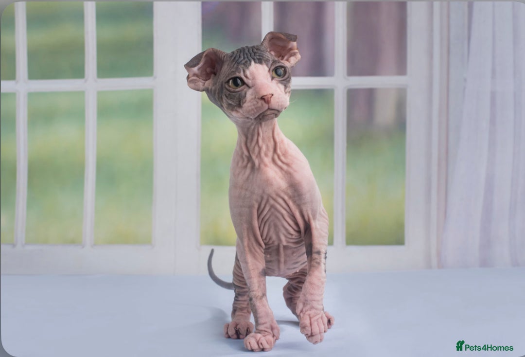 Sphynx cats for sale: Kitten/cat wanted  - Image 1