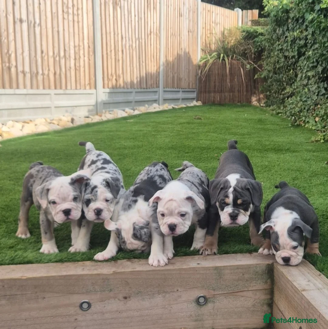 Olde English Bulldogge dogs for sale: Olde English Bulldogges. Blue merles and tri's  in Leicester - Advert 1