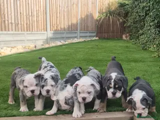 Olde English Bulldogge dogs Olde English Bulldogges. Blue merles and tri's - Advert 2