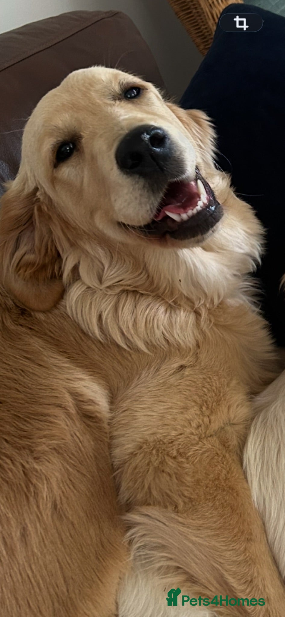 Golden Retriever dogs Beautiful Golden girl  - Advert 1