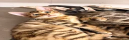 Bengal cats for sale: Bengal x kitten - Advert 5