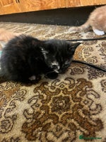 Mixed Breed cats Beautiful ginger and black kittens - Advert 1