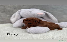 Cavapoo dogs for sale: Red curly cavapoo puppies  - Advert 4