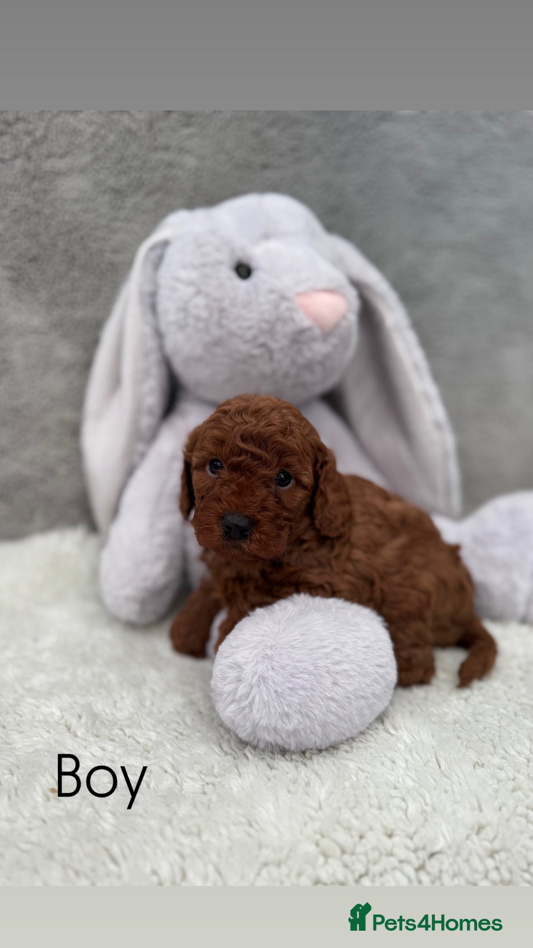 Cavapoo dogs for sale: Red curly cavapoo puppies  - Advert 4
