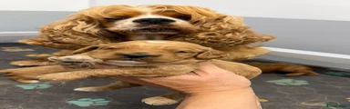 American Cocker Spaniel 2