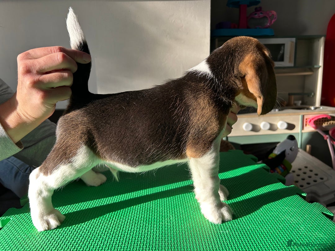 Beagle dogs for sale: Only 1 boy KC Registered Top Quality Beagle Puppy - Image 21