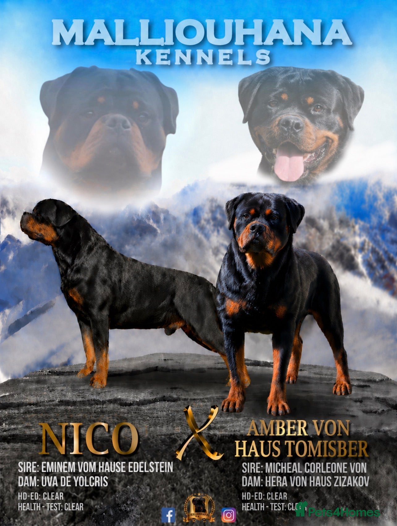 Rottweiler dogs STUNNING EUROPEAN BLOODLINE ROTTWEILER PUPPIES - Advert 4