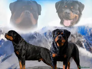 Rottweiler dogs STUNNING EUROPEAN BLOODLINE ROTTWEILER PUPPIES - Advert 4
