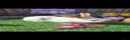 Continental Giant rabbits for sale: Continental Giant Babies For Reserve - Advert 4