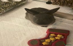 Netherland Dwarf rabbits for sale: Grey Netherland dwarf  - Image 2