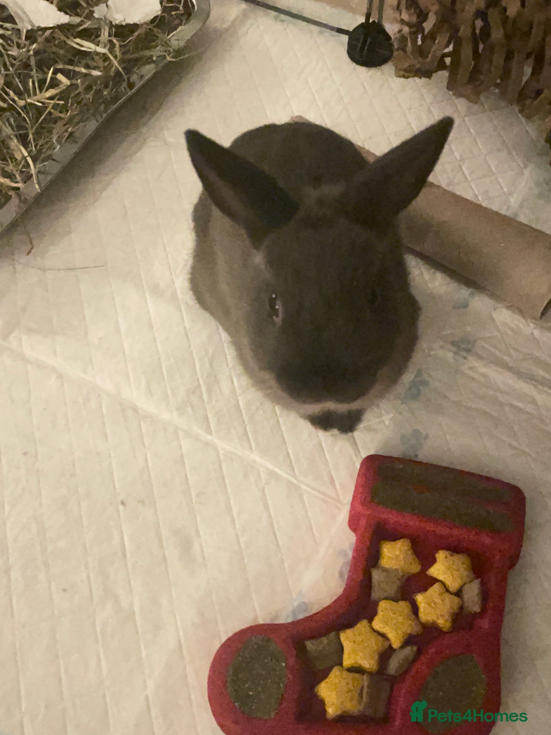 Netherland Dwarf rabbits for sale: Grey Netherland dwarf  - Image 2
