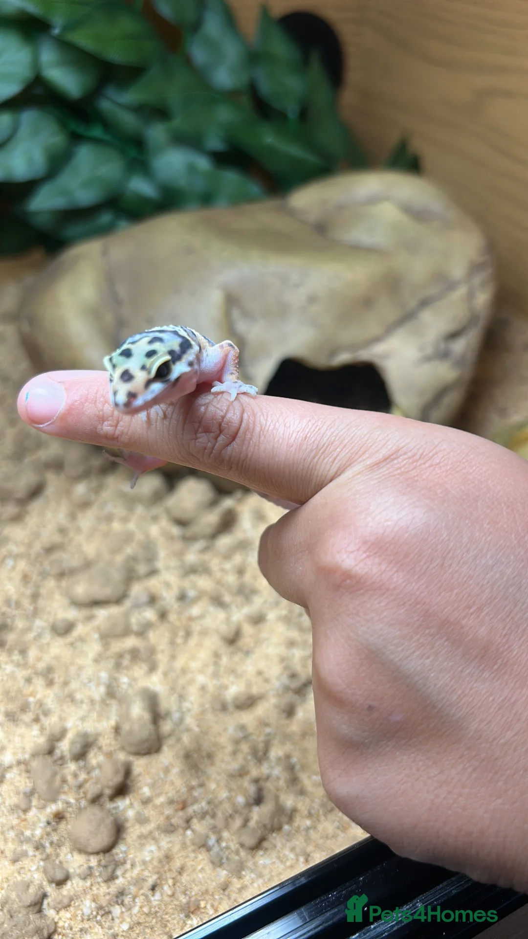 Leopard Gecko reptiles for sale: Baby leopard Gecko and set up  in Bristol - Advert 6