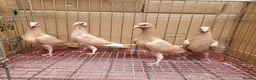 Pigeons birds for sale: Pigeons for sale in London - Advert 6