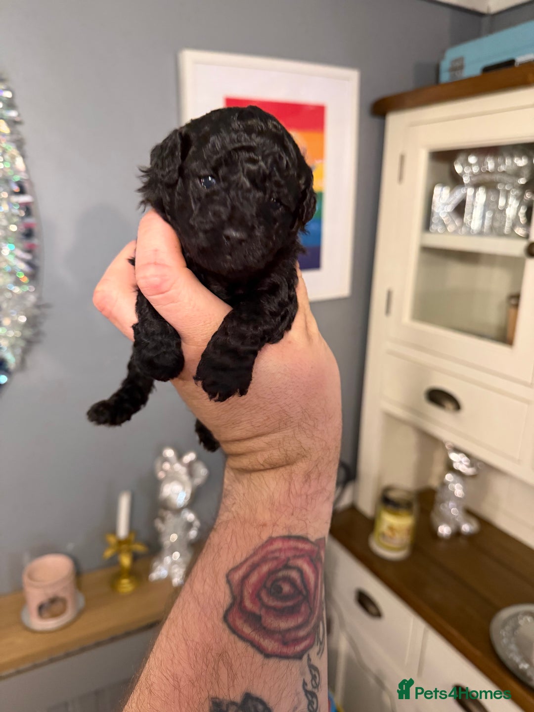 Toy Poodle dogs for sale: Gorgeous toy poodles  - Advert 6