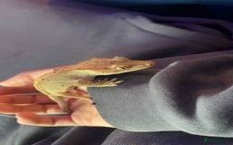 Gecko reptiles for sale: Crested geckos - Advert 3
