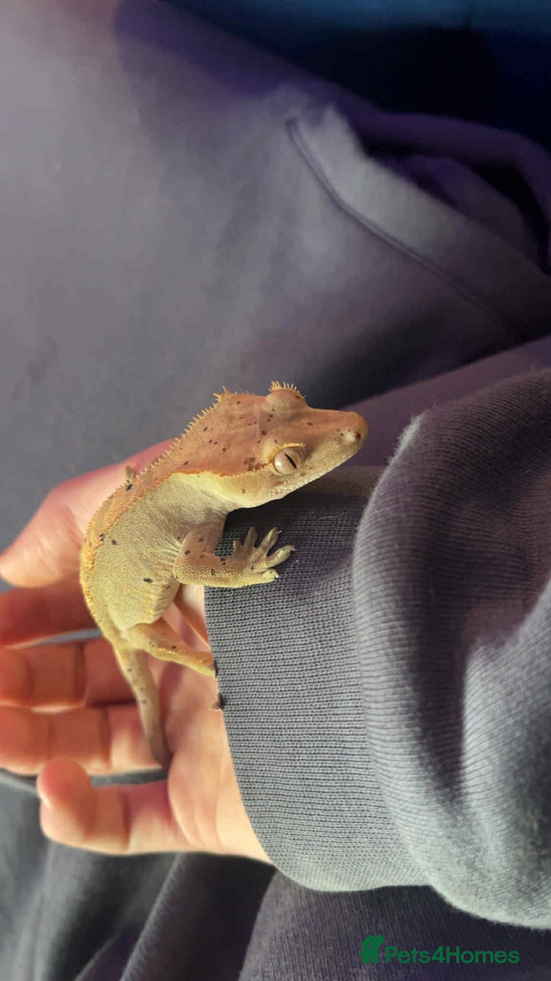 Gecko reptiles for sale: Crested geckos - Advert 3