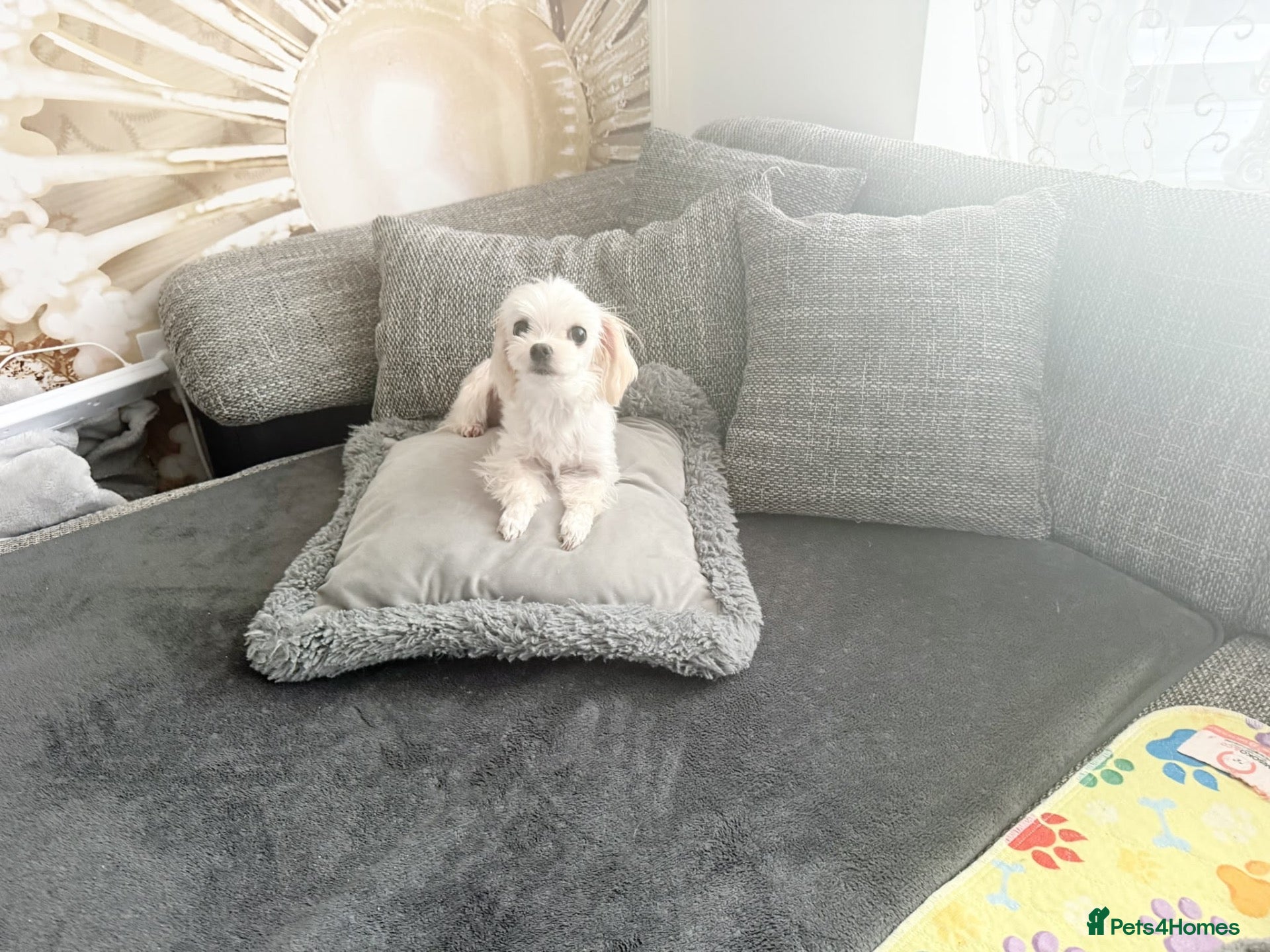 Maltese dogs Healthy 6 years old female - Advert 6