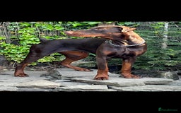 Dobermann dogs for sale: Pregnancy Confirmed - European Doberman Puppies - Image 25