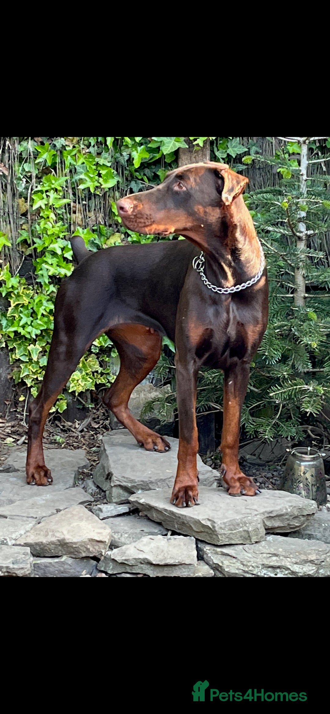 Dobermann dogs for sale: Pregnancy Confirmed - European Doberman Puppies - Image 25