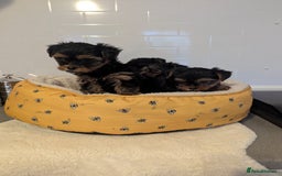 Yorkshire Terrier dogs for sale: Adorable Yorkshire terrier puppies available  - Image 9