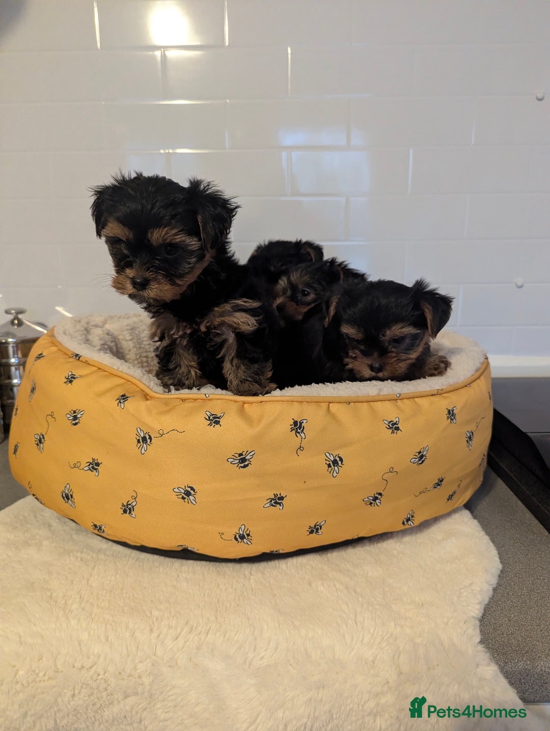 Yorkshire Terrier dogs for sale: Adorable Yorkshire terrier puppies available  - Image 9