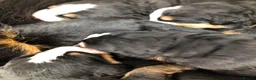 Bernese Mountain Dog dogs for sale: Stunning Bernese mountain puppies - Advert 9